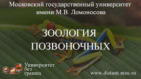 Зоология позвоночных