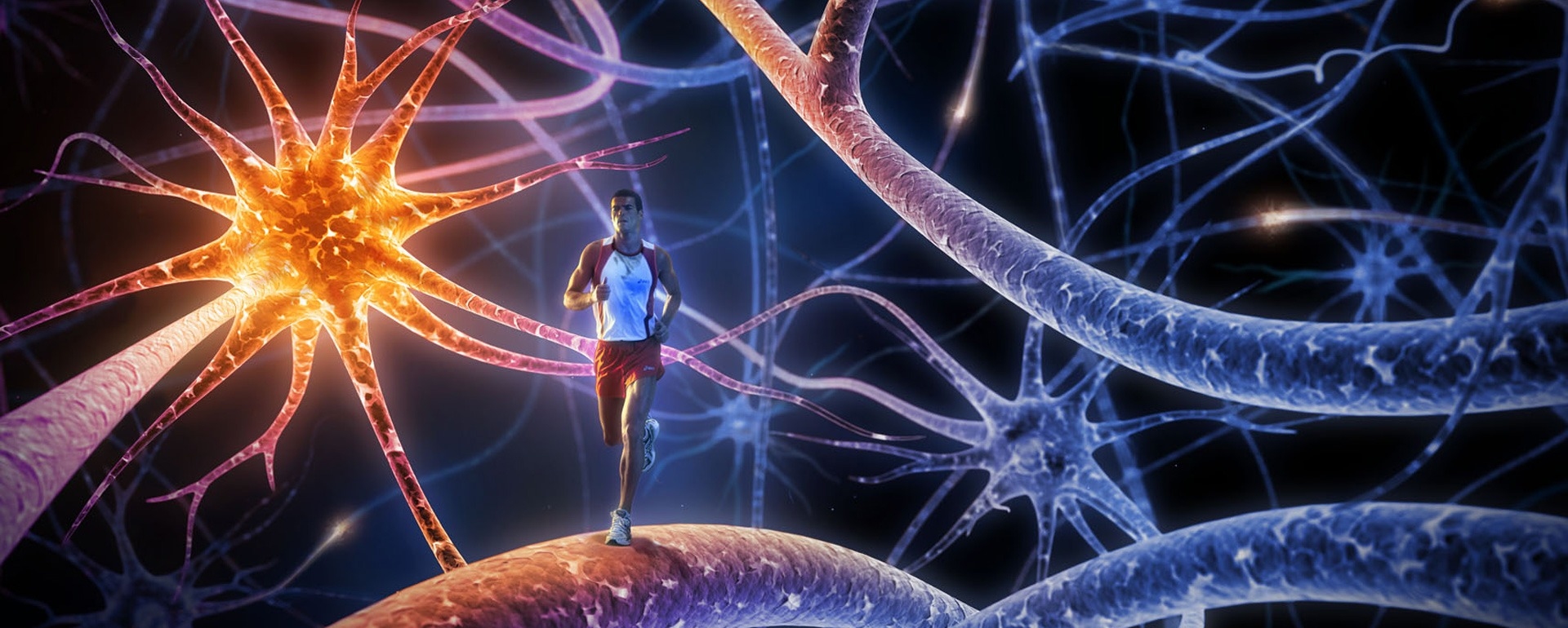 Нервная система: от структуры к функциям