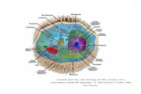 Молекулы и болезни: ионные каналы и переносчики