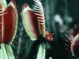 мухоловка мухоловка