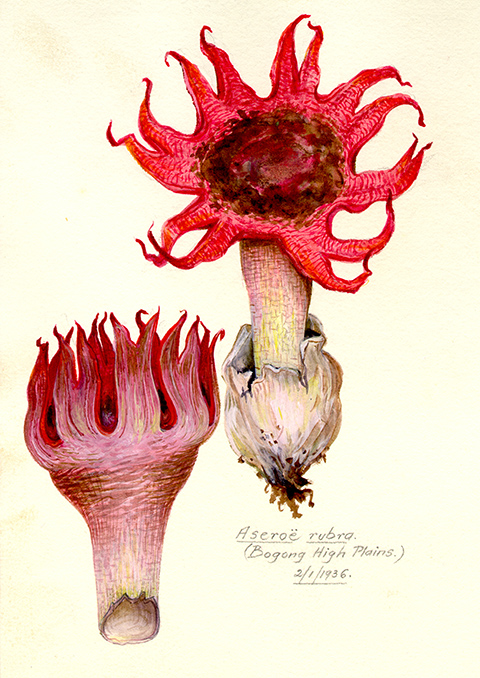 aseroe-fungus_ aseroe-fungus_