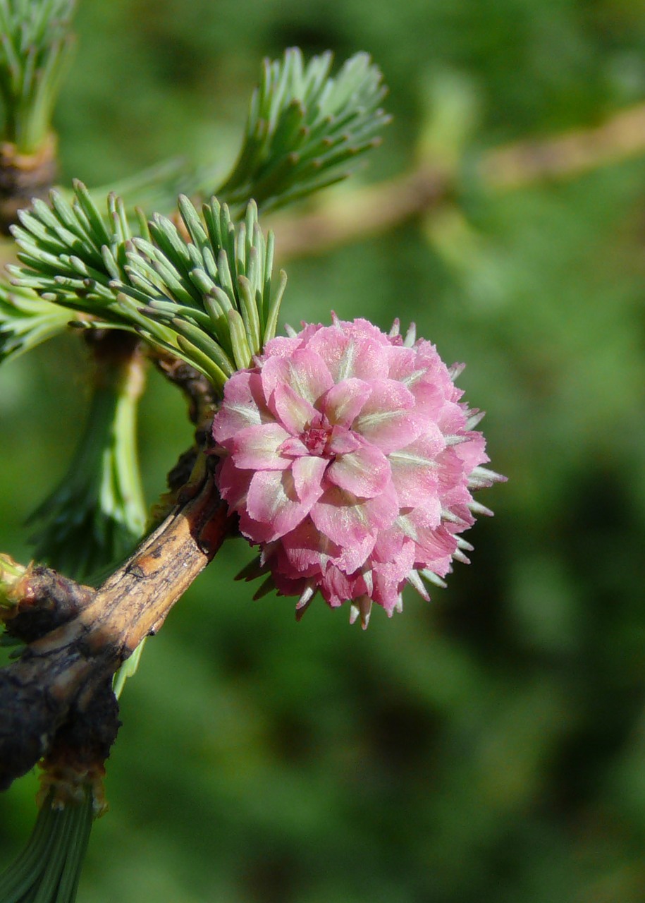 микростробилл лиственницы микростробилл лиственницы