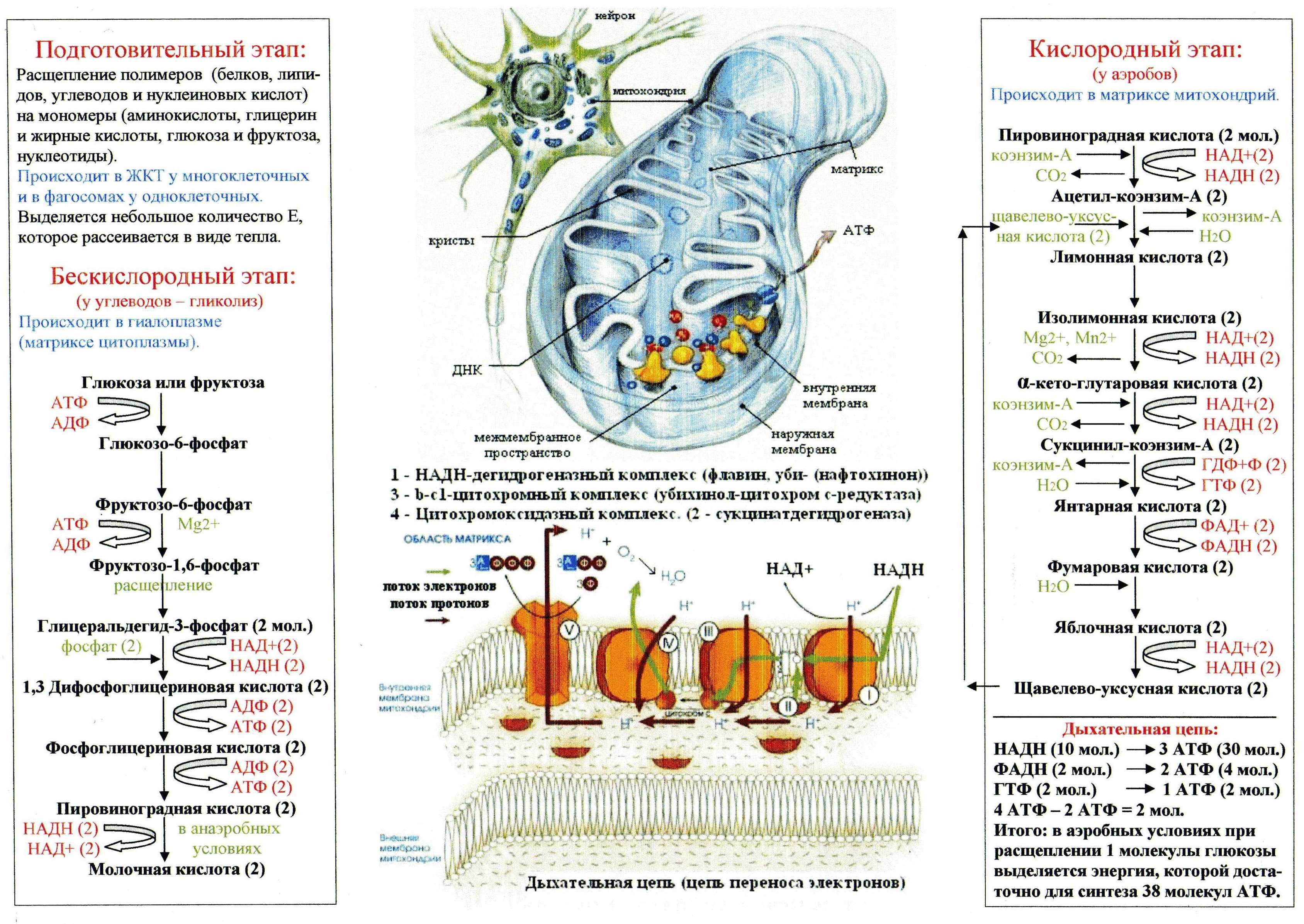 КАТАБОЛИЗМ