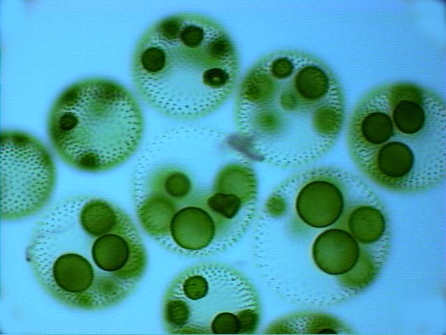 бесполое размножение дочерними колониями у вольвокса