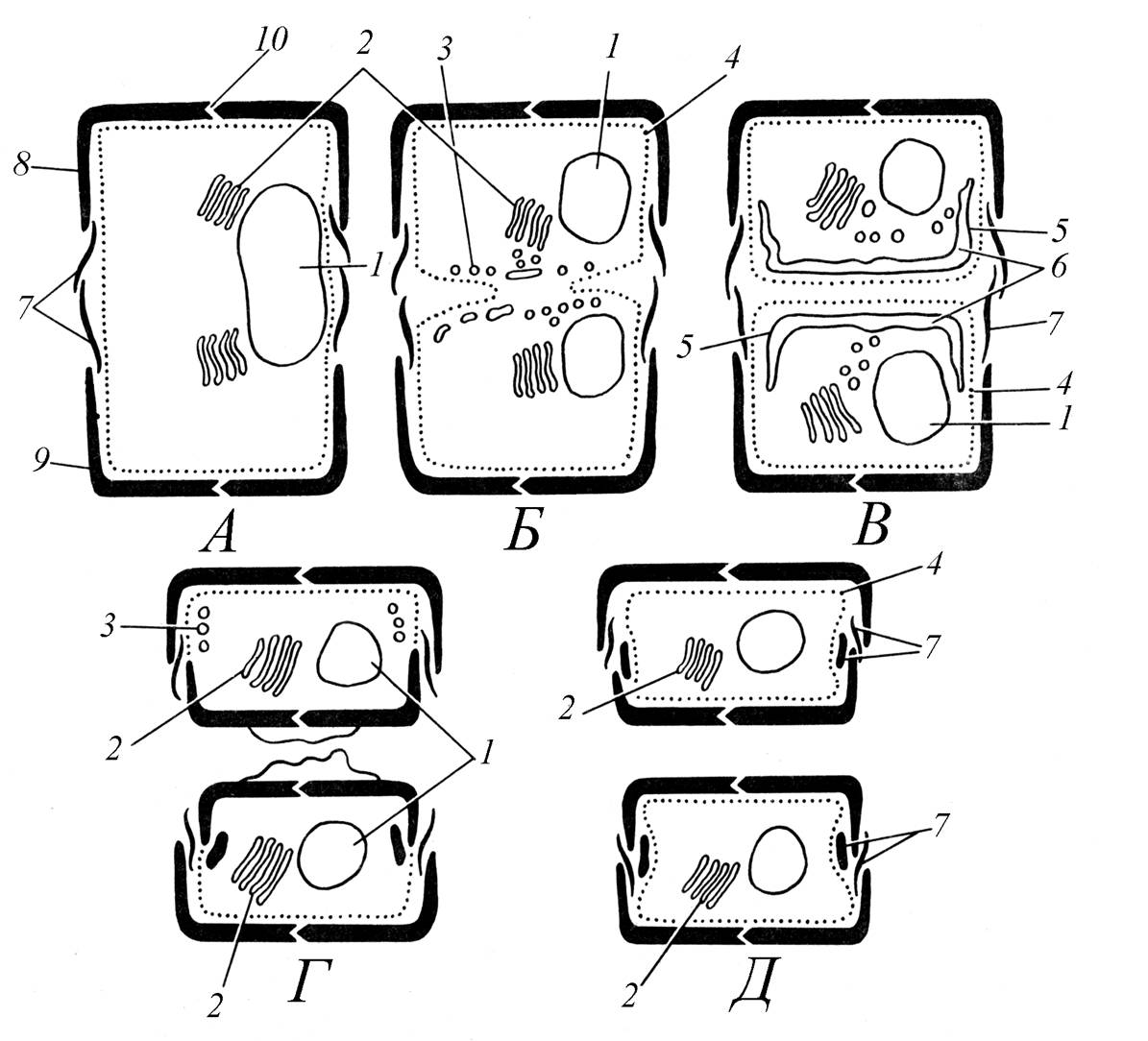 деление диатомей