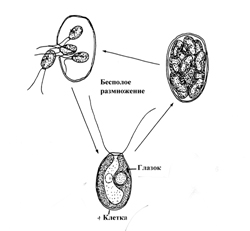 бесполое размножение хламидомонады