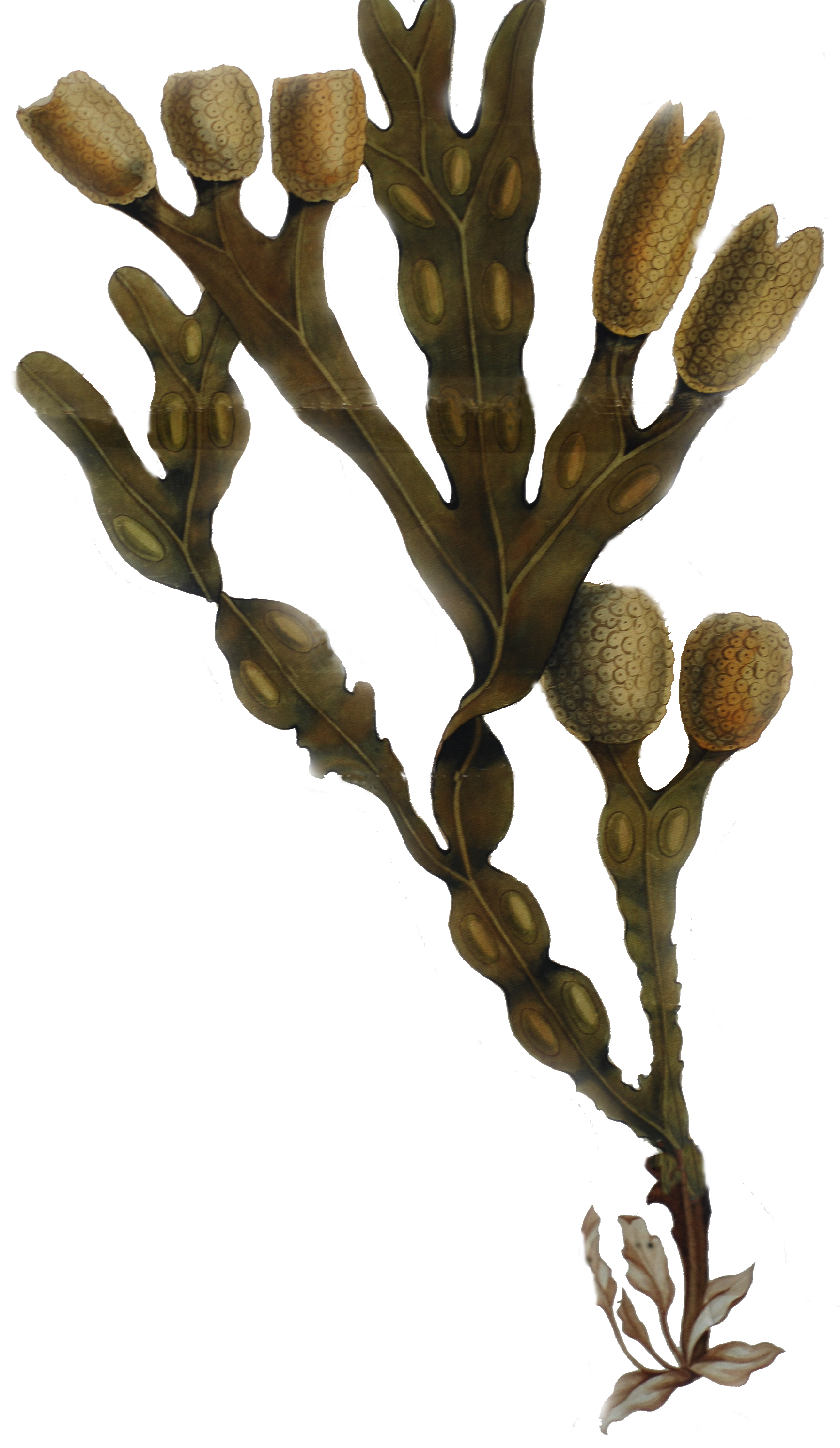 вегетативное размножение фукуса