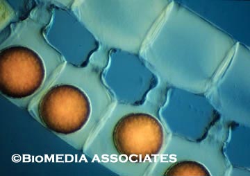 конъюгация спирогиры