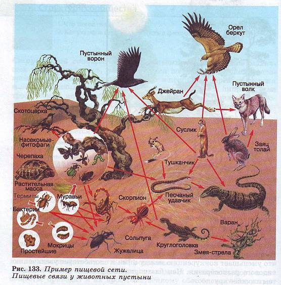трофическая цепь пустыни