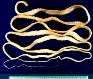 эндопаразит бычий цепень