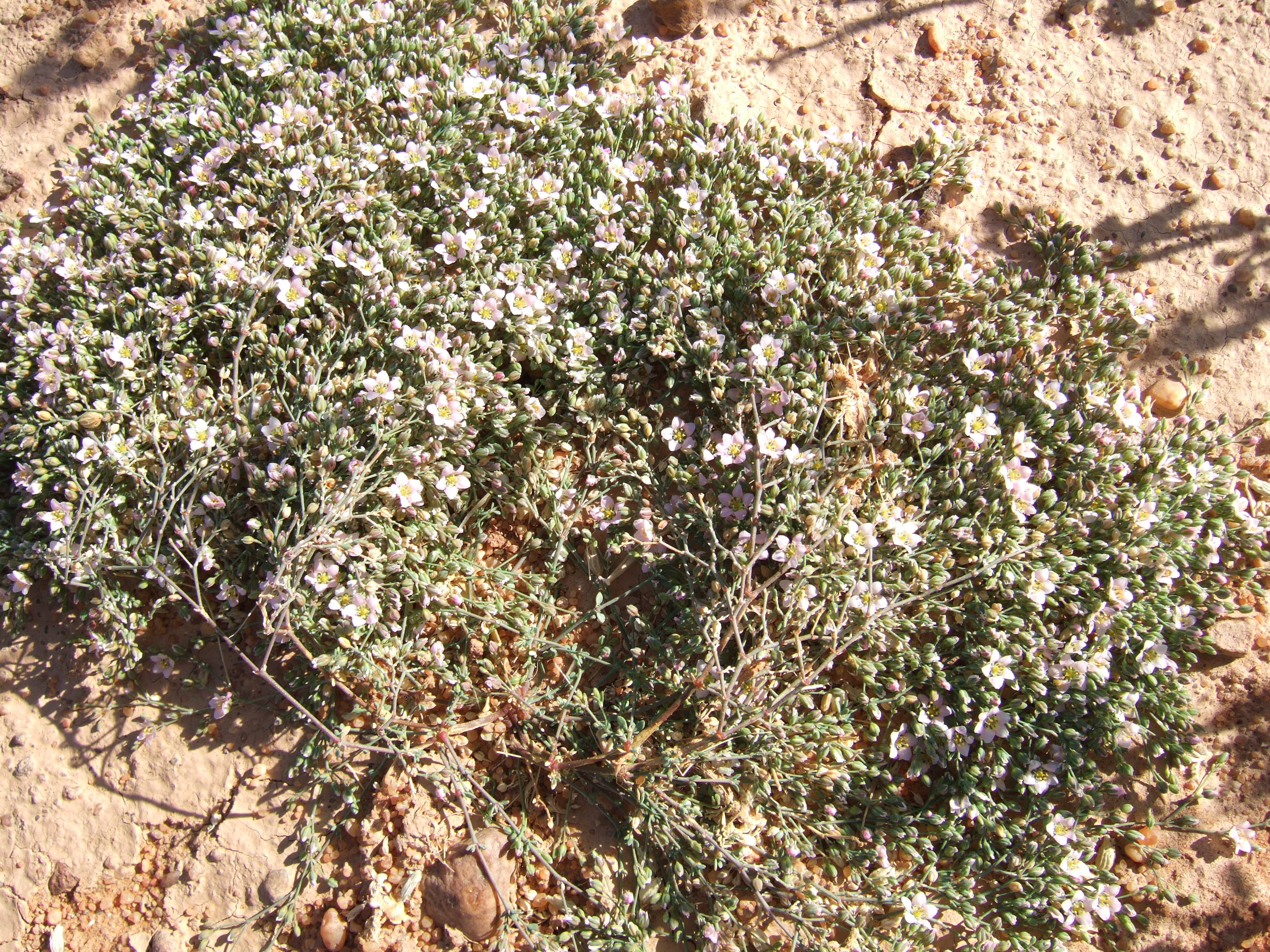 пустыня в период дождей