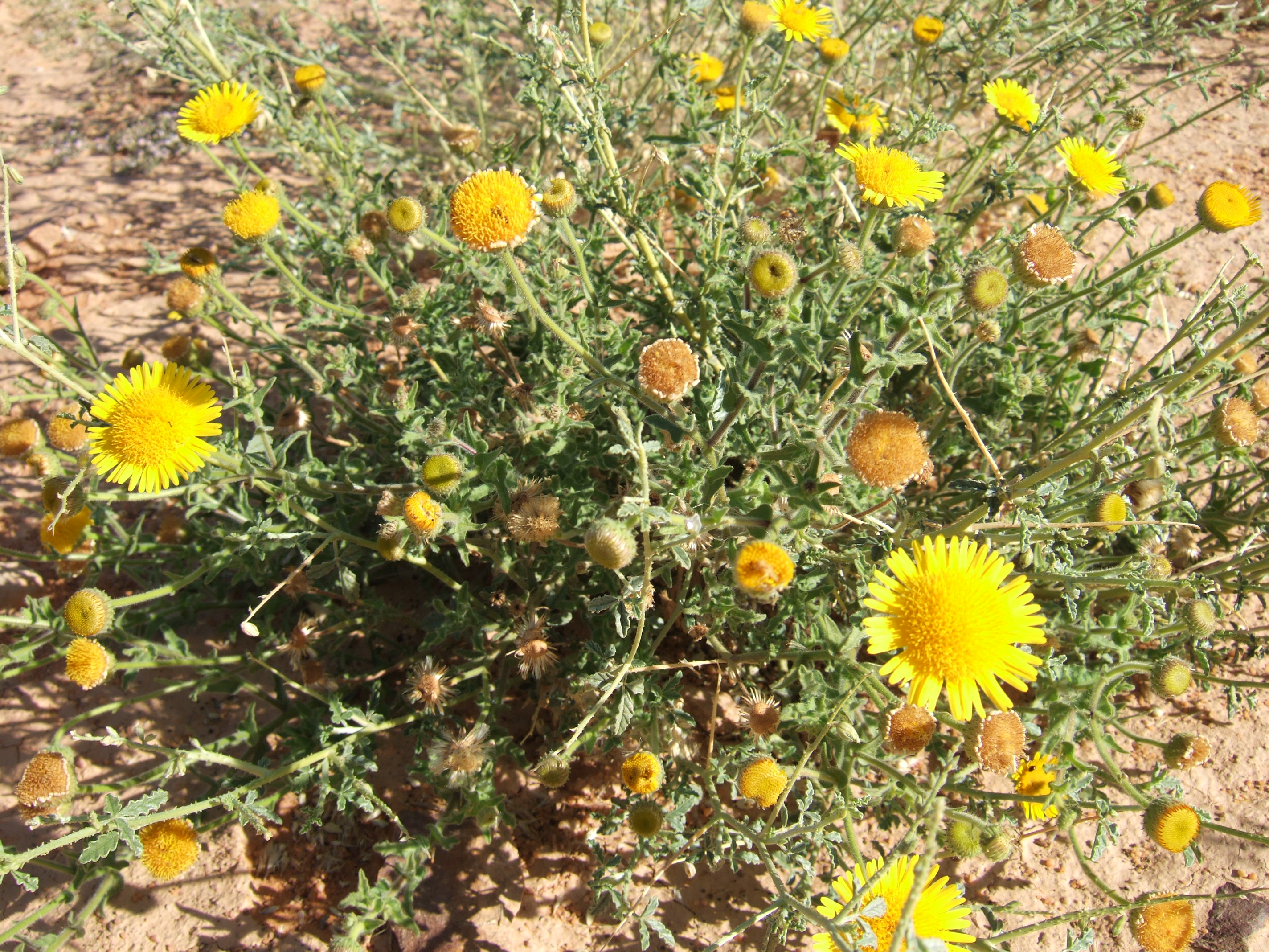 преображение пустыни после дождей 