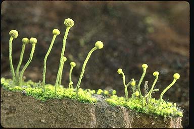 лишайник Cfurfuracea