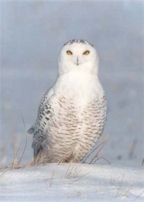 арктическая сова