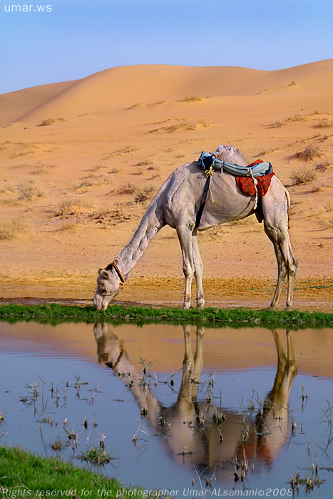 одногорбый верблюд