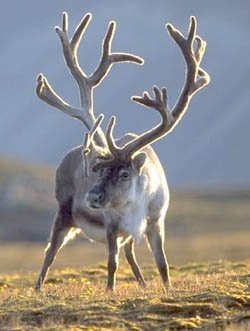 северный олень