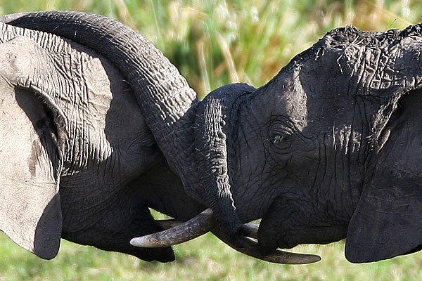 слоны дерутся