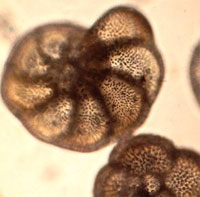 фораминиферы