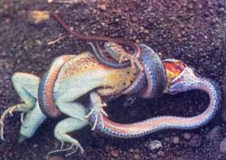 Трапеза змеи