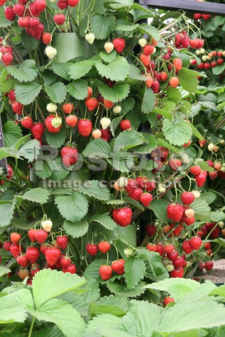 подмосковная земляника