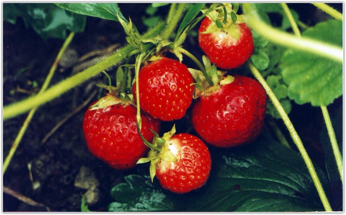 северная садовая земляника