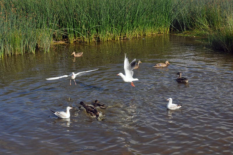 борьба за пищу