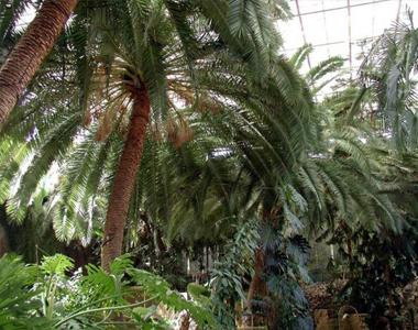 в оранжерее