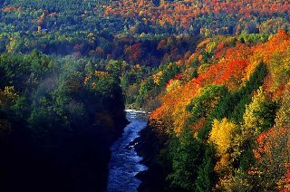 смешанный лес