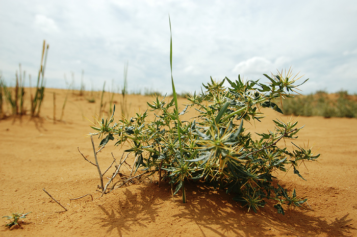верблюжья колючка