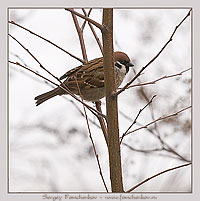 парижский воробей
