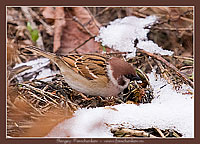 московский воробей
