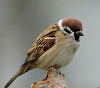 воробей из Дамаска