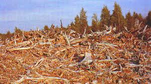 вырубка леса