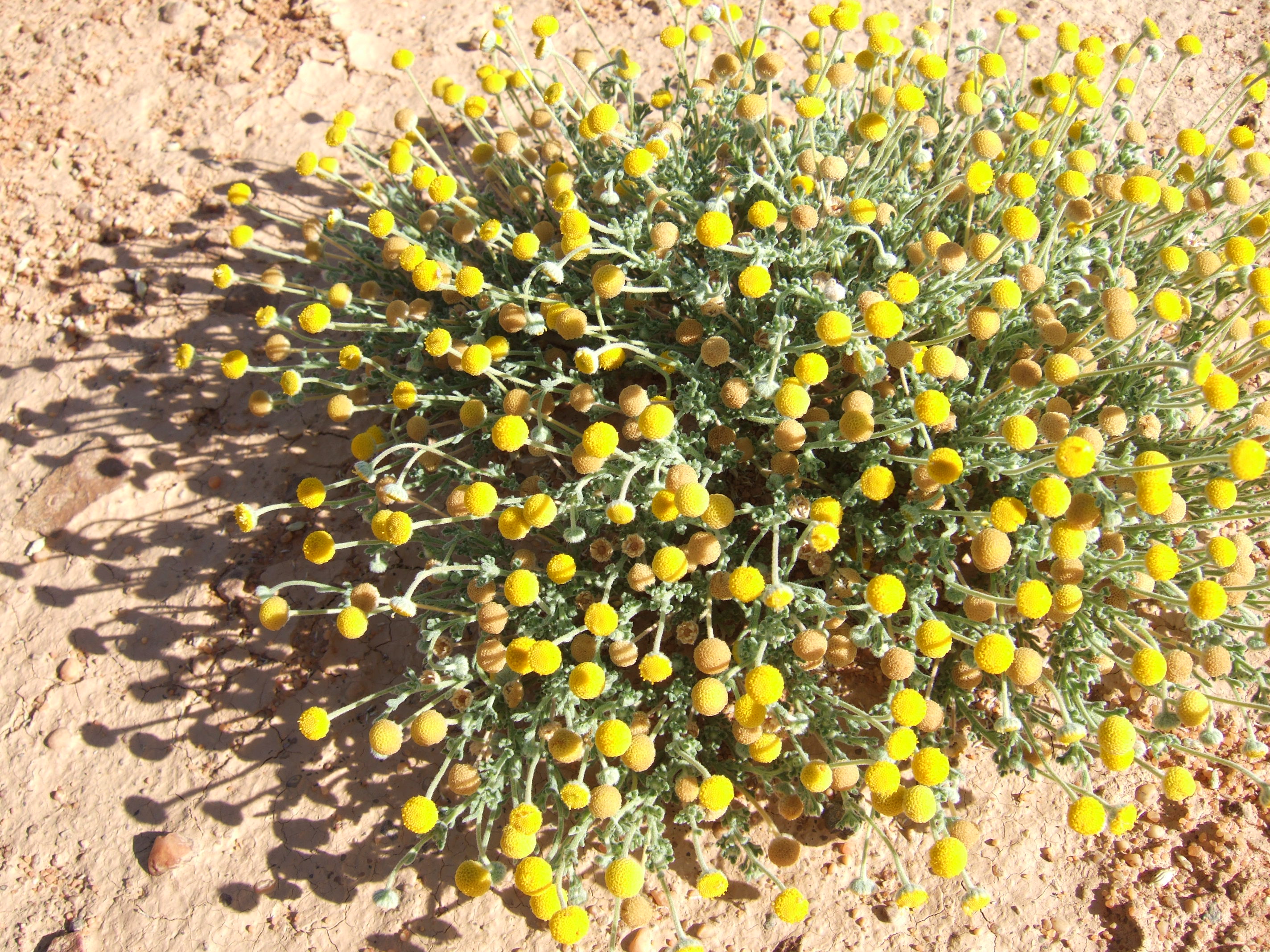 сложноцветные пустыни