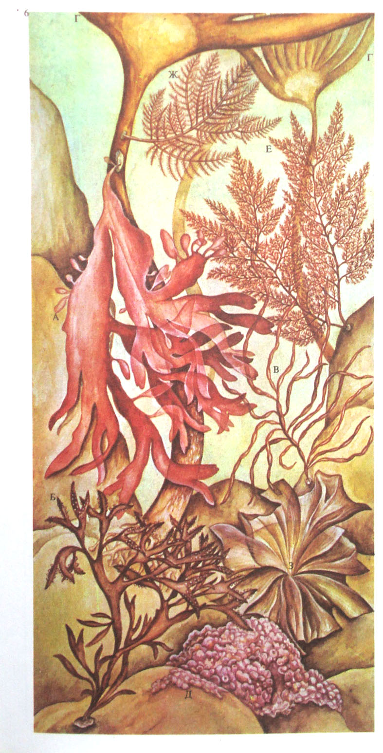 морское дно