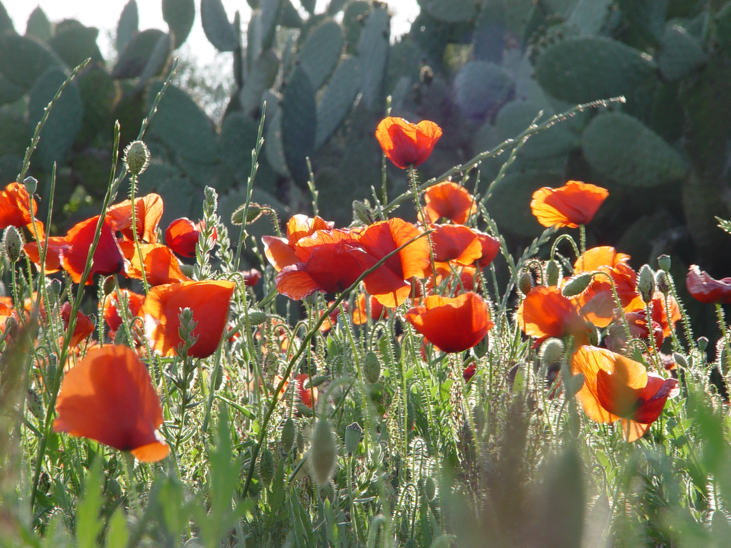 маки и кактусы