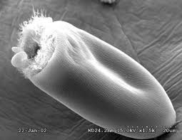 Enoploplastron triloricatum