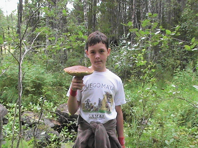 подосиновик