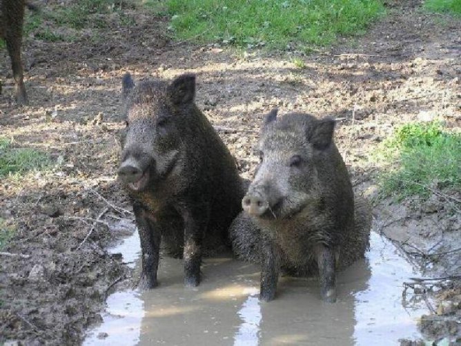 родная лужа