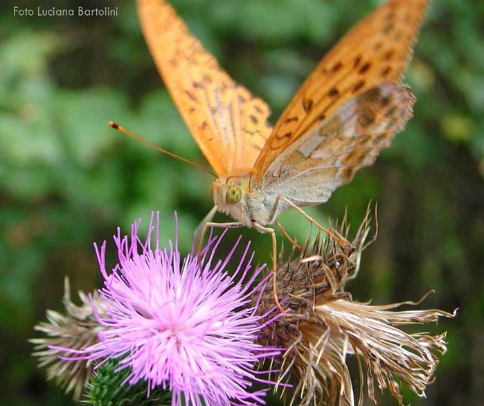 бабочка на цветке