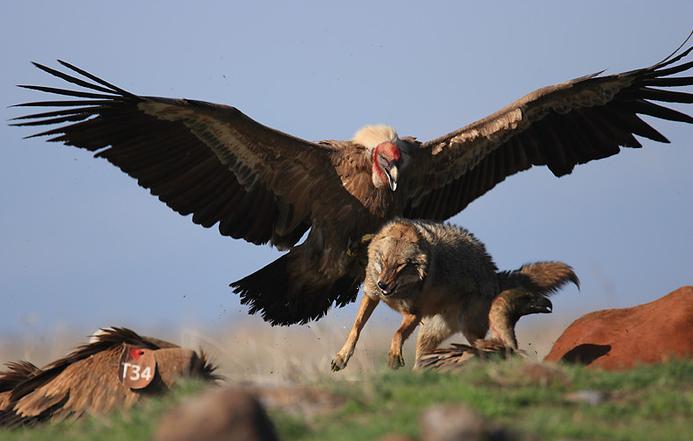 борьба за существование