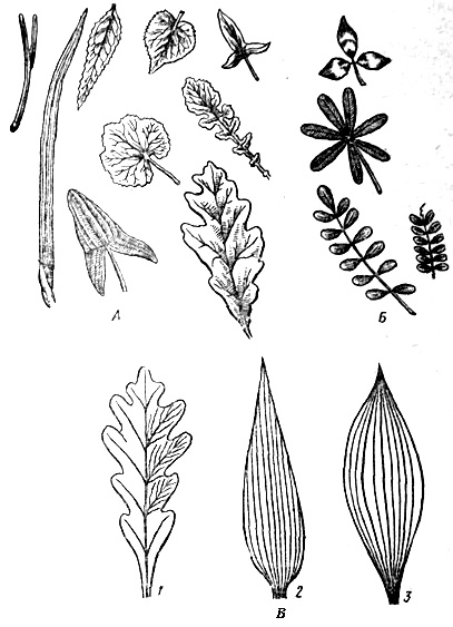 формы листьев