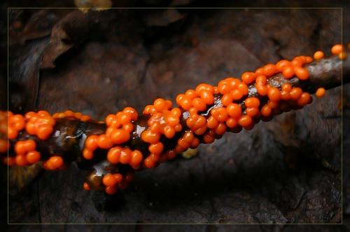 микроскопические грибы