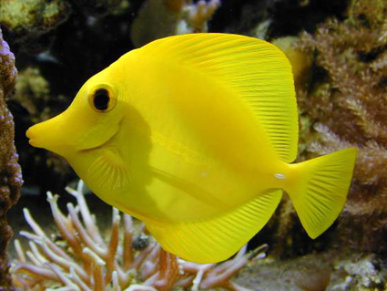 рыба жёлтый хирург