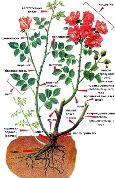 строение растения