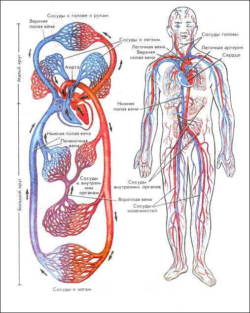 кровеносная система