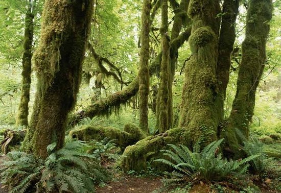 влажные тропики