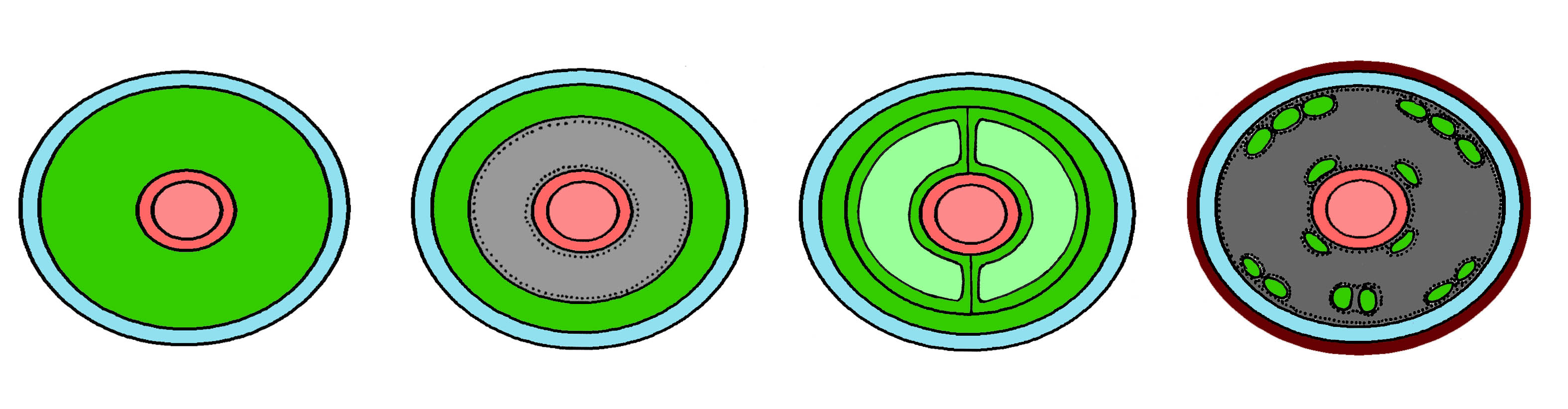 четыре варианта организации полости тела