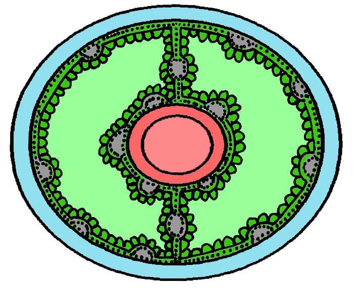 целом и кровеносная система