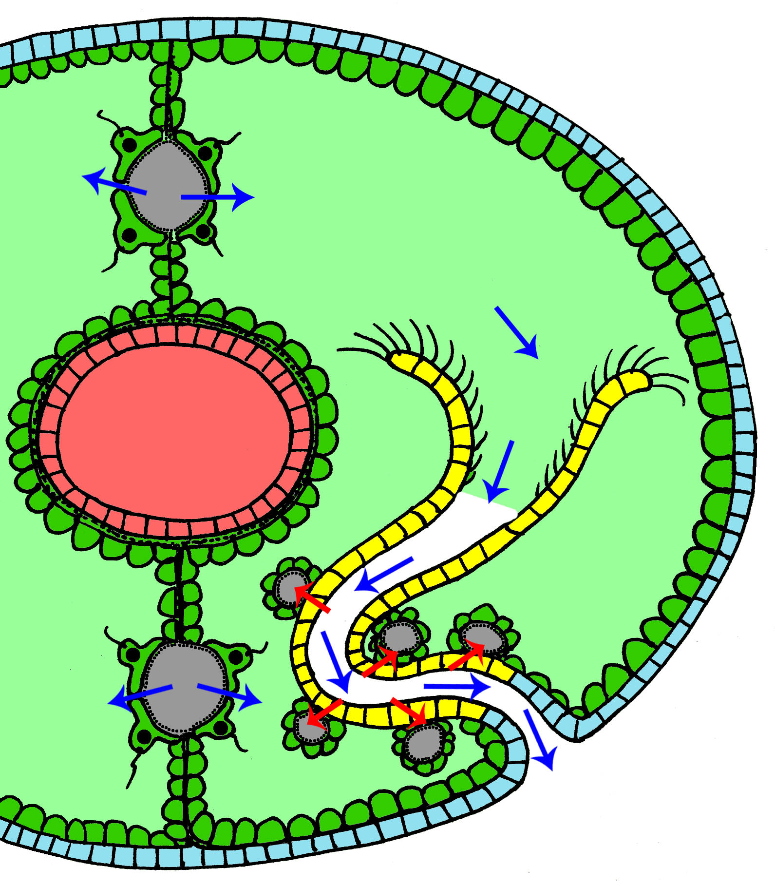строение и рабоа метанефридия
